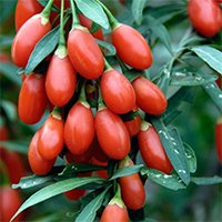 Goji
