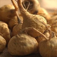 Maca