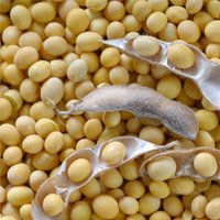 Soy Lecithin