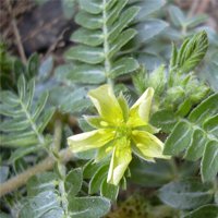 Tribulus